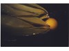 Photo of Nereocystis luetkeana
